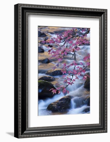 Smoky Mountains National Park, Fall Foliage at a Mountain Stream-Joanne Wells-Framed Photographic Print