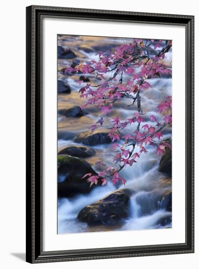 Smoky Mountains National Park, Fall Foliage at a Mountain Stream-Joanne Wells-Framed Photographic Print