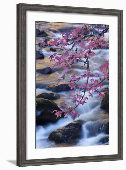 Smoky Mountains National Park, Fall Foliage at a Mountain Stream-Joanne Wells-Framed Photographic Print