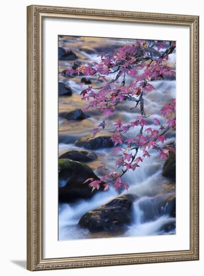 Smoky Mountains National Park, Fall Foliage at a Mountain Stream-Joanne Wells-Framed Photographic Print