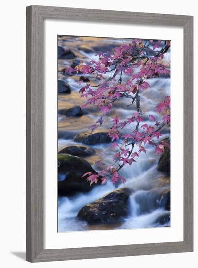 Smoky Mountains National Park, Fall Foliage at a Mountain Stream-Joanne Wells-Framed Photographic Print