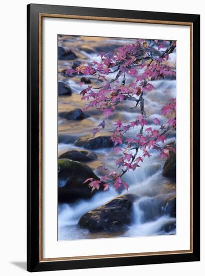 Smoky Mountains National Park, Fall Foliage at a Mountain Stream-Joanne Wells-Framed Photographic Print