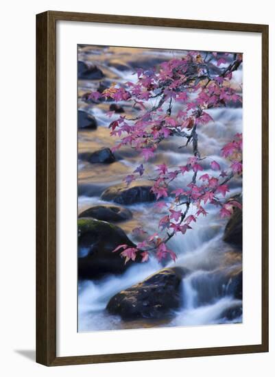 Smoky Mountains National Park, Fall Foliage at a Mountain Stream-Joanne Wells-Framed Photographic Print