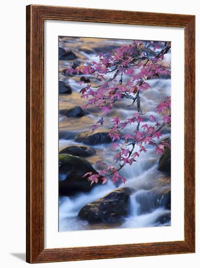 Smoky Mountains National Park, Fall Foliage at a Mountain Stream-Joanne Wells-Framed Photographic Print