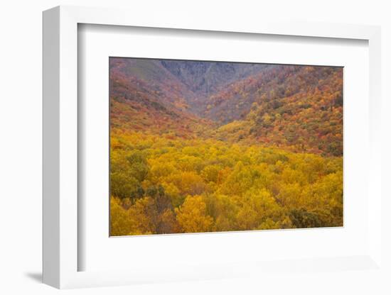 Smoky Mountains National Park, Fall Foliage in the Smoky Mountains National Park-Joanne Wells-Framed Photographic Print