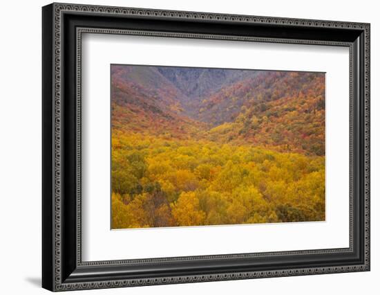 Smoky Mountains National Park, Fall Foliage in the Smoky Mountains National Park-Joanne Wells-Framed Photographic Print