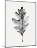 Smoky Oak Leaf I-Emma Caroline-Mounted Art Print