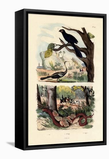 Smooth-Billed Ani, 1833-39-null-Framed Premier Image Canvas