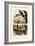 Smooth-Billed Ani, 1833-39-null-Framed Giclee Print