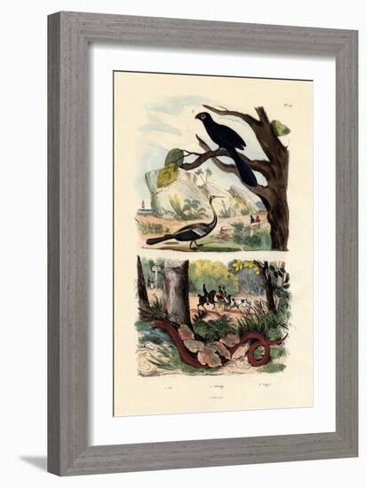 Smooth-Billed Ani, 1833-39-null-Framed Giclee Print