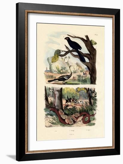 Smooth-Billed Ani, 1833-39-null-Framed Giclee Print