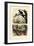 Smooth-Billed Ani, 1833-39-null-Framed Giclee Print