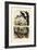 Smooth-Billed Ani, 1833-39-null-Framed Giclee Print