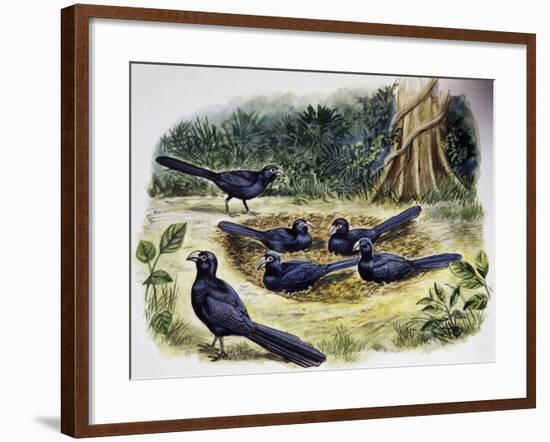 Smooth-Billed Ani Community (Crotophaga Ani), Cuculidae-null-Framed Giclee Print