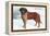 Smooth Coated Saint Bernard-null-Framed Stretched Canvas