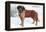 Smooth Coated Saint Bernard-null-Framed Stretched Canvas