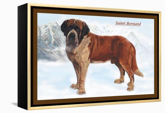 Smooth Coated Saint Bernard-null-Framed Stretched Canvas