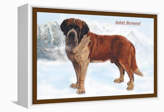 Smooth Coated Saint Bernard-null-Framed Stretched Canvas