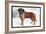 Smooth Coated Saint Bernard-null-Framed Art Print