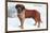 Smooth Coated Saint Bernard-null-Mounted Art Print