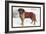 Smooth Coated Saint Bernard-null-Framed Art Print