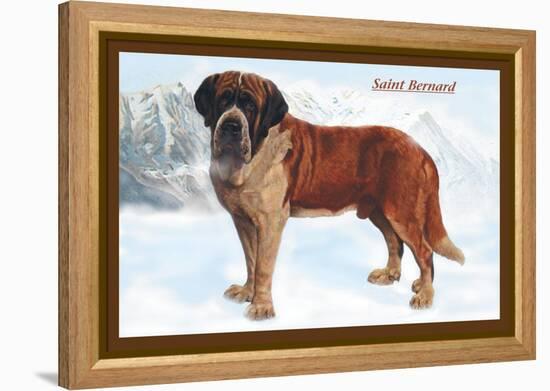 Smooth Coated Saint Bernard-null-Framed Stretched Canvas
