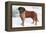 Smooth Coated Saint Bernard-null-Framed Stretched Canvas