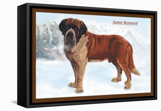 Smooth Coated Saint Bernard-null-Framed Stretched Canvas