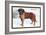 Smooth Coated Saint Bernard-null-Framed Art Print