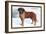 Smooth Coated Saint Bernard-null-Framed Art Print