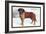 Smooth Coated Saint Bernard-null-Framed Art Print