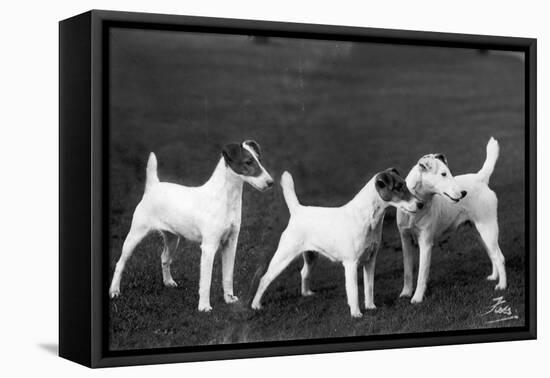 Smooth Fox Terriers-Thomas Fall-Framed Premier Image Canvas