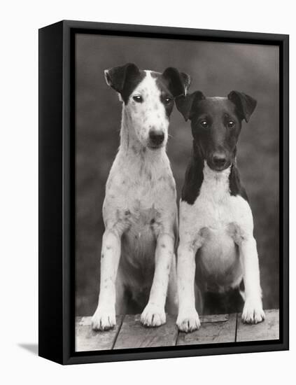 Smooth Fox Terriers-Thomas Fall-Framed Premier Image Canvas