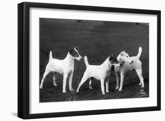 Smooth Fox Terriers-Thomas Fall-Framed Photographic Print
