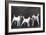 Smooth Fox Terriers-Thomas Fall-Framed Photographic Print