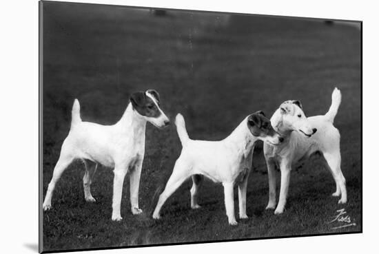 Smooth Fox Terriers-Thomas Fall-Mounted Photographic Print