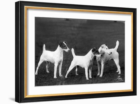 Smooth Fox Terriers-Thomas Fall-Framed Photographic Print