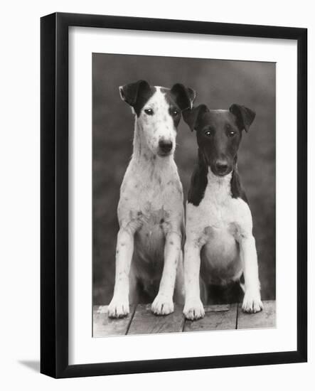 Smooth Fox Terriers-Thomas Fall-Framed Photographic Print