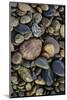 Smooth granite pebbles on beach of Lake Superior, Whitefish Point, Michigan-Adam Jones-Mounted Photographic Print