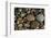 Smooth granite pebbles on beach of Lake Superior, Whitefish Point, Michigan-Adam Jones-Framed Photographic Print