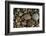 Smooth granite pebbles on beach of Lake Superior, Whitefish Point, Michigan-Adam Jones-Framed Photographic Print