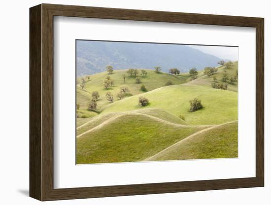 Smooth, Grassy Hills and Oak Trees, Caliente, California, USA-Jaynes Gallery-Framed Photographic Print