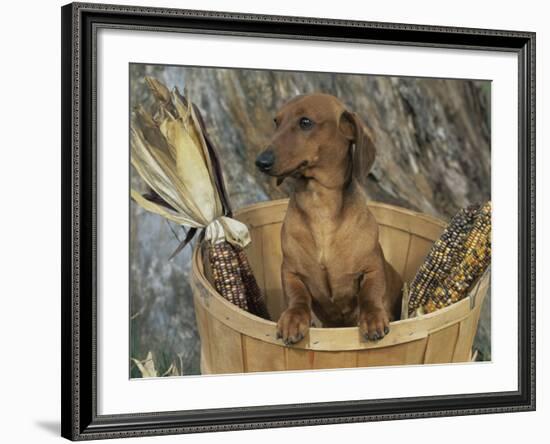 Smooth Haired Dachshund Dog (Canis Familiaris)-Lynn M. Stone-Framed Photographic Print