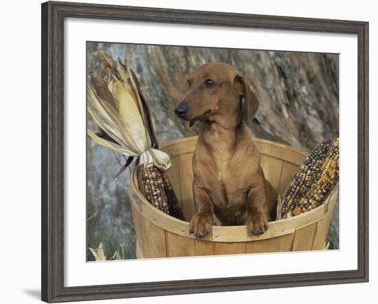 Smooth Haired Dachshund Dog (Canis Familiaris)-Lynn M. Stone-Framed Photographic Print