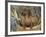 Smooth Haired Dachshund Dog (Canis Familiaris)-Lynn M. Stone-Framed Photographic Print