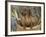 Smooth Haired Dachshund Dog (Canis Familiaris)-Lynn M. Stone-Framed Photographic Print