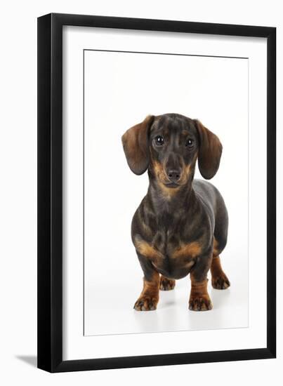 Smooth Haired Minature Dachsund-null-Framed Photographic Print