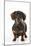 Smooth Haired Minature Dachsund-null-Mounted Photographic Print