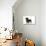Smooth Haired Miniature Dachsund-null-Photographic Print displayed on a wall