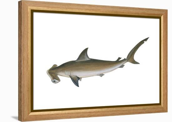 Smooth Hammerhead Shark (Sphyrna Zygaena), Fishes-Encyclopaedia Britannica-Framed Stretched Canvas